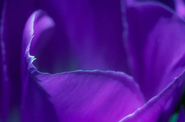 Purple Tulip Close Cropping Violet Petals Background Defocus — Stock Photo, Image