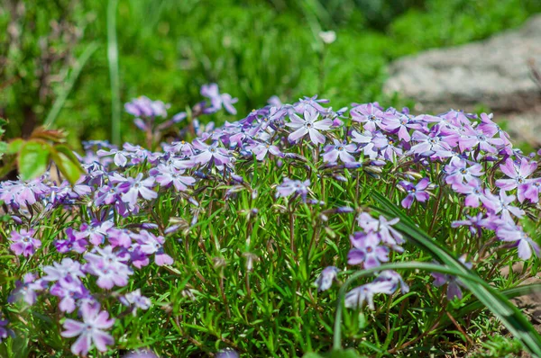 Phlox Subular Flores Púrpuras Plantas Cubiertas Tierra Jardín Cerca — Foto de Stock
