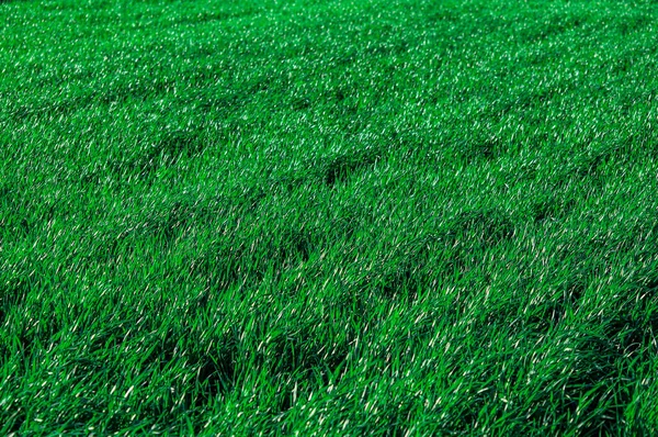 Dense Shoots Cereals Green Field Spring Sun — 图库照片