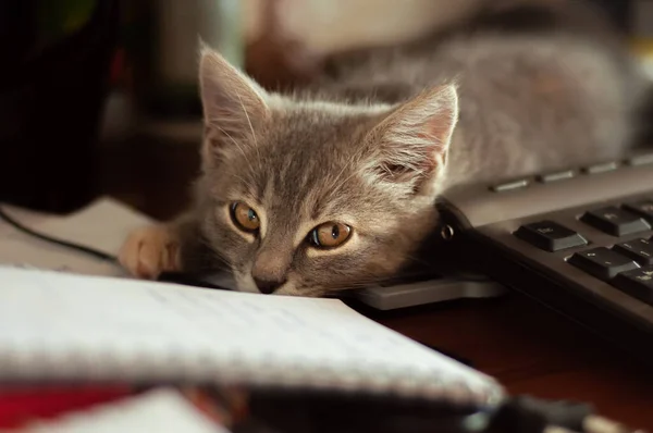 A gray sleepy kitten lies on the keyboard, among the papers on the table. soft focus — 图库照片