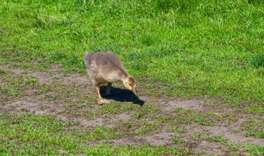 Small gray yellow gosling runs on green grass, spring sunny day. Rural birds