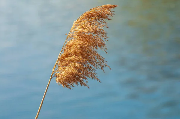 Сухой тростник с семенами в мягком солнечном свете на водном фоне, избирательный фокус — стоковое фото