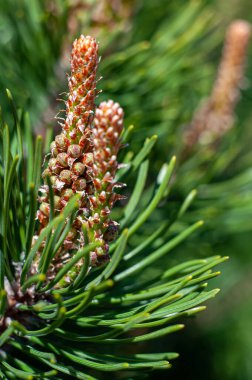 Colorful pine twigs with young needles and cones, close up, selective focus