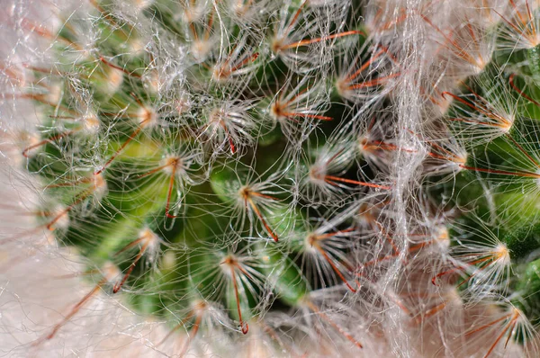 Home foto macro cactus, fili bianchi di lanugine e aghi sotto forma di ganci. Sfondo soft focus — Foto Stock