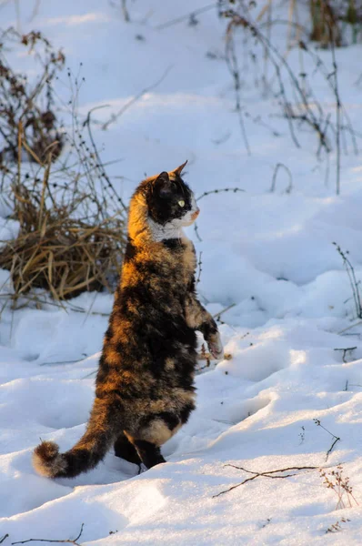 El gato tricolor está de pie sobre sus patas traseras y mira hacia adelante. Mascota en la nieve en invierno —  Fotos de Stock