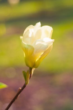 Bahar bahçesinde beyaz, güzel bir manolya çiçeği, yakın plan. Yumuşak arka plan ışığı, yumuşak odak