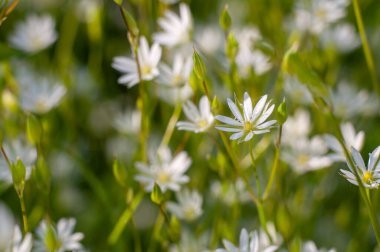 Çayırdaki çimlerde küçük kır çiçekleri. Yazın şifalı bitkiler için çiçek mevsimi