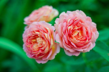 Marie Curie gül çiçeği, üç güzel çiçeğin dalı, kiraz pembesi tomurcukları. Bitki temasında bulanık arkaplan, seçici odak