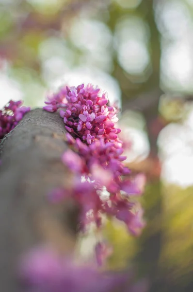 Άνοιξη ροζ διακοσμητικά λουλούδια ακακίας, μικρά μπουμπούκια και συστάδες σε ένα θολό φόντο. Κορμός δέντρου καλυμμένος με ανθισμένα αρωματικά λουλούδια — Φωτογραφία Αρχείου