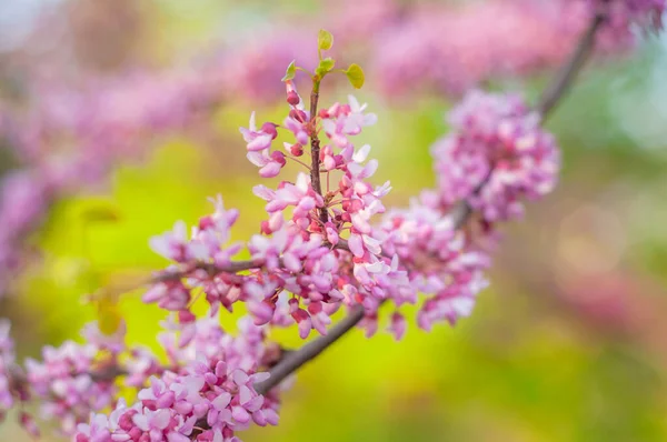 春のピンクの装飾的なアカシアの花、背景に小さな芽とクラスター。香り高い花の木、柔らかい焦点 — ストック写真