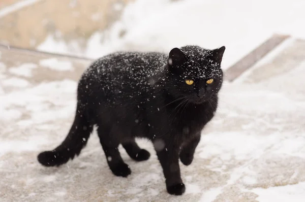 Gato joven negro en invierno bajo la nieve que cae, mascota rociada con copos de nieve —  Fotos de Stock