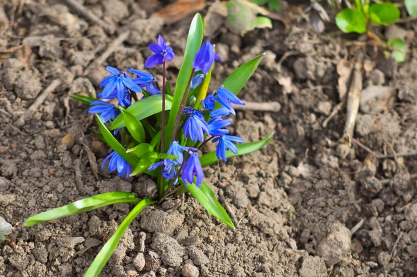 Wczesna wiosna kwitną w małych skupiskach. Niebieskie pierwiosnki, krople śniegu w ogrodzie — Zdjęcie stockowe