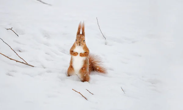 冬天，一只毛茸茸的可爱松鼠在雪地里，红色的，白色的腹部，后腿站着，双臂交叉在胸前，要坚果和嘈杂的结构 — 图库照片