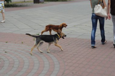 İki genç köpek kaldırımda oynuyor geçen insanların bacaklarının arasında, hareket bulanıklığı.