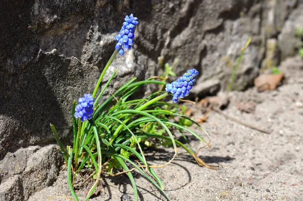 Muscari Kwiat Zielonej Trawie Rozmytym Tle Ogród Wiosenny — Zdjęcie stockowe