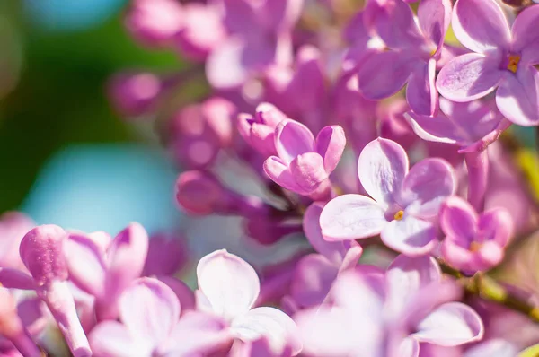 Spring Purple Lilac Flowers Close Soft Focus Botanical Background — ストック写真