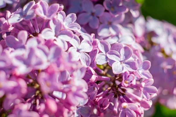 Purple Lilac Flowers Close Full Frame Soft Focus Botanical Spring — ストック写真