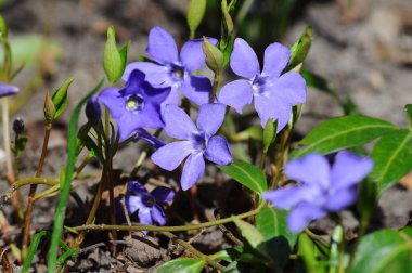 İlkbaharda mavi çiçekli Periwinkle çalısı, odaklanmamış arka planla kapat
