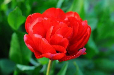 Şakayık lalesi kırmızısı, yeşil arka planda seçici odaklı.