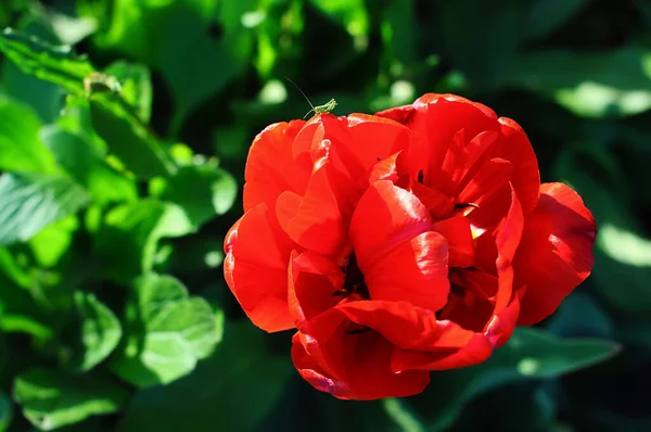 Kırmızı şakayıklı lale, yaprakların üzerinde yeşil bir çekirge oturuyor.