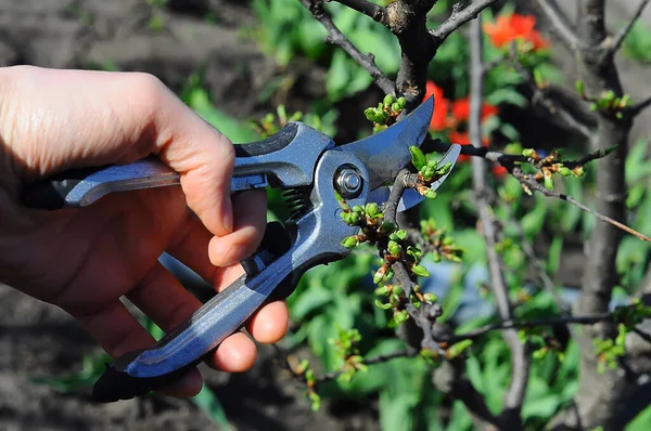 Male Hand Secateurs Spring Pruning Garden Plum Twigs Fotos de stock libres de derechos