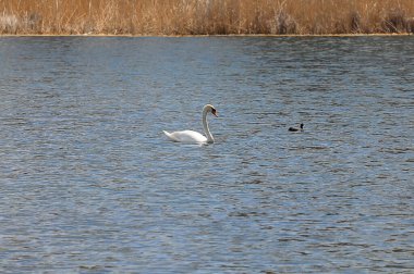 Gölde beyaz bir kuğu yüzer ve siyah bir ördeğin yanında bir yaban ördeği. Su yüzeyinde küçük dalgalar ve kuru sazlıklar..