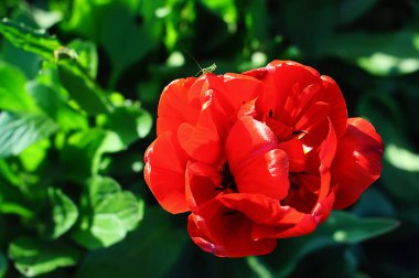 Kırmızı şakayık lalesi, yaprakların üzerinde yeşil bir çekirge oturuyor.