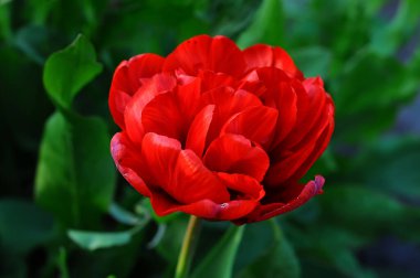 Şakayık lalesi kırmızısı, yeşil arka planda seçici odaklı.