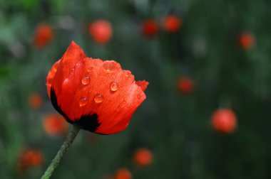 Yaprakların üzerine su damlaları ve bulanık arkaplan olan kırmızı gelincik çiçeğine odaklan