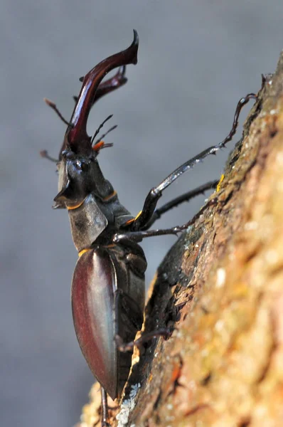 Horned stag beetle sits on a tree trunk, selective focus.