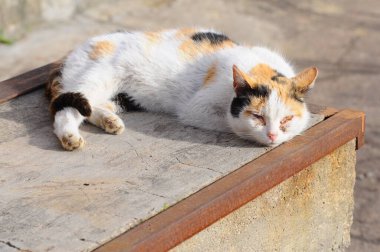 Üç renkli bir kedi verandada uyuyor. Bahçe kedisi, siyah turuncu, yaralı gözlü..