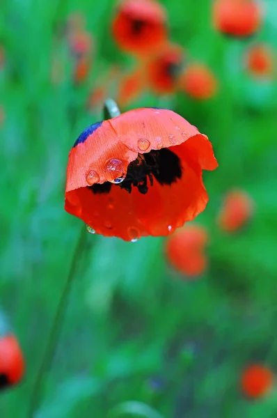 Red Poppy Flower Bloom Drops Petals Rain Selective Focus Bokeh — Stock Photo, Image