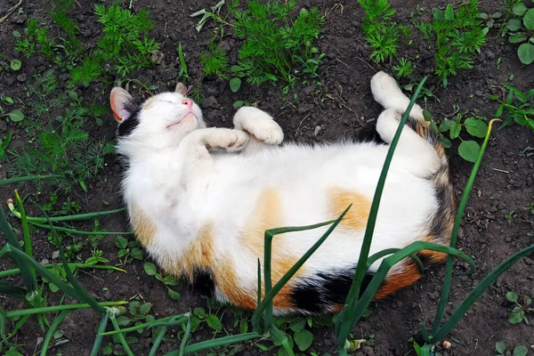 Tricolor Cat Sleeps Ground Its Belly Cute Pussy — 图库照片