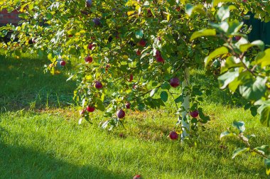 Elma ağacının dalları, yeşil çimlerin arka planında kırmızı olgun meyveler, güneş tarafından aydınlatılır..