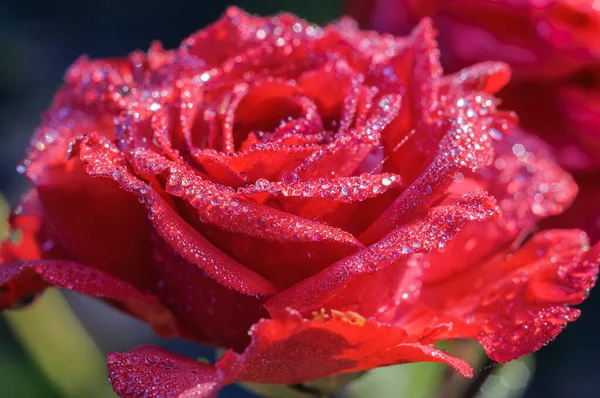 A red rose flower with pearls of dew drops on the petals. Plant summer background with soft focus.
