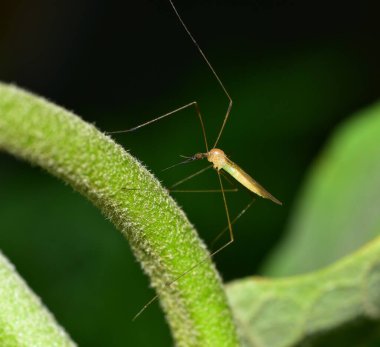 Trinidad 'da tarımsal bir alanda patlıcan ağacında uçan bir turna. Turna sinekleri bazen sivrisineklerle karıştırılır, ancak zararsızdırlar ve önemli bir böcek tozlaştırıcıdır..