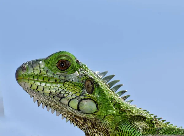 Close Macro Shot Uma Iguana Verde Trinidad Índias Ocidentais — Fotografia de Stock