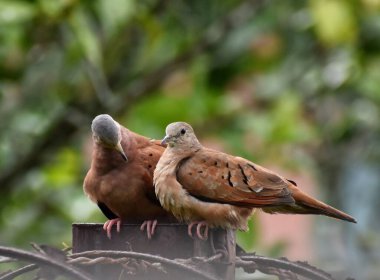 A pair of brown doves on a backyard fence in Central Trinidad, West Indies. These doves are also known as Columbina passerina, or the common ground doves.