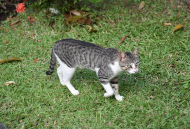 Grey and white cat roaming around the Kingstown Botanical Garden, St. Vincent and the Grenadines.