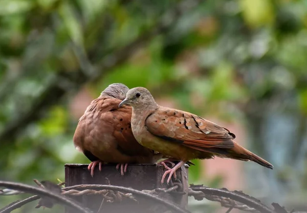 Pair Brown Doves Backyard Fence Central Trinidad West Indies Doves — Stockfoto