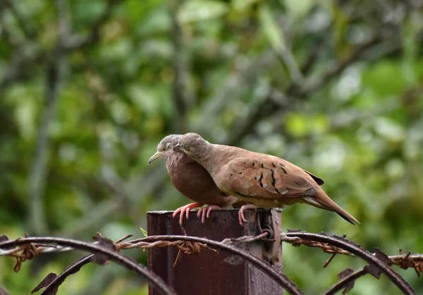 Pair Brown Doves Backyard Fence Central Trinidad West Indies Doves — Stok fotoğraf