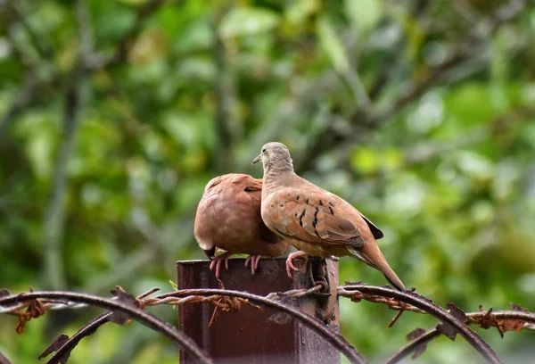 Pair Brown Doves Backyard Fence Central Trinidad West Indies Doves — Stok fotoğraf