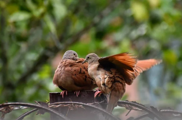 Pair Brown Doves Backyard Fence Central Trinidad West Indies Doves — Stock Fotó