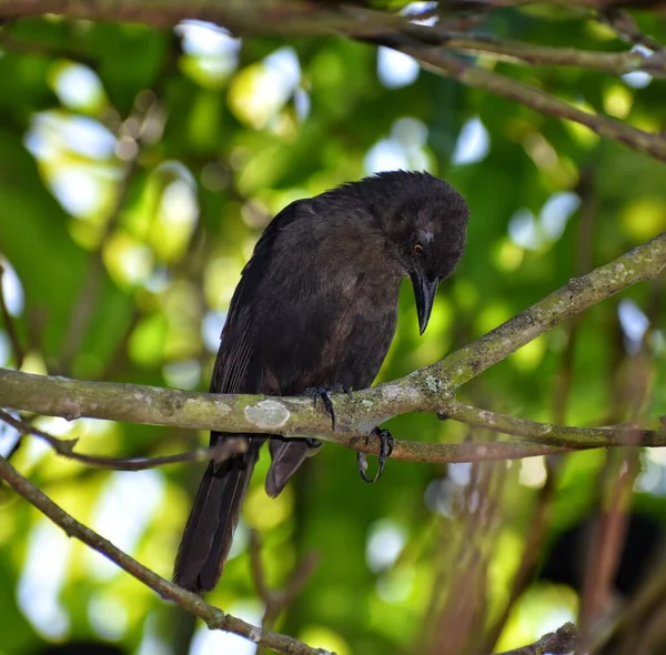 Svart Fågel Ett Mangoträd Trinidad — Stockfoto