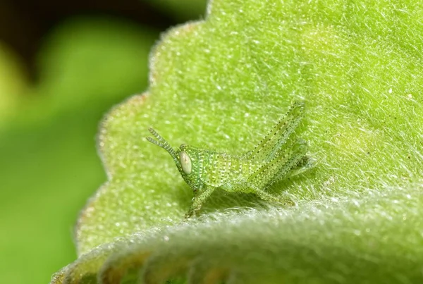 트리니다드에 정원에 스페인 백리향 위에서 자생하는 메뚜기 — 스톡 사진