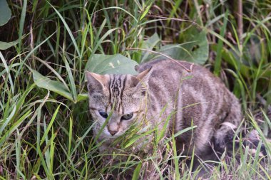 A brown and black cat in the wild in some bushes in Trinidad, West Indies.