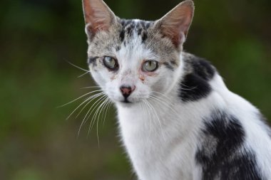 Siyah, beyaz ve gri kedinin portresi ya da portresi. Bu kedi vahşi doğada fotoğraflandı..