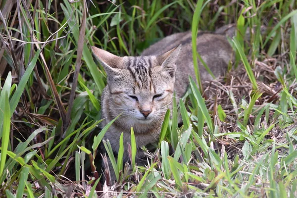 야생의 과검은 고양이 — 스톡 사진