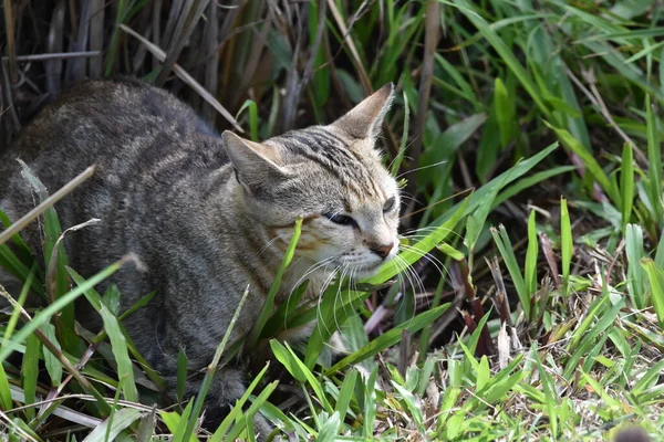 Brown Black Cat Wild Some Bushes Trinidad West Indies — Stockfoto