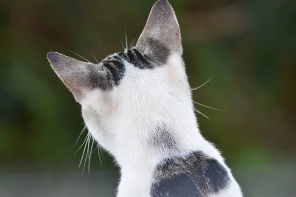 Egy Portré Vagy Fejkép Fekete Fehér Szürke Macskáról Ezt Macskát — Stock Fotó